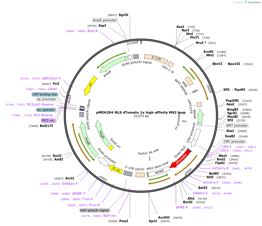 168213-plasmid-map-sequence-id-350174