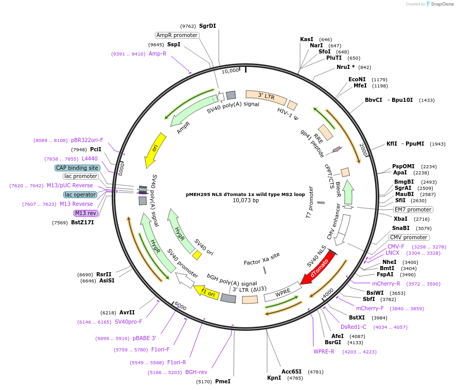 168214-plasmid-map-sequence-id-350175