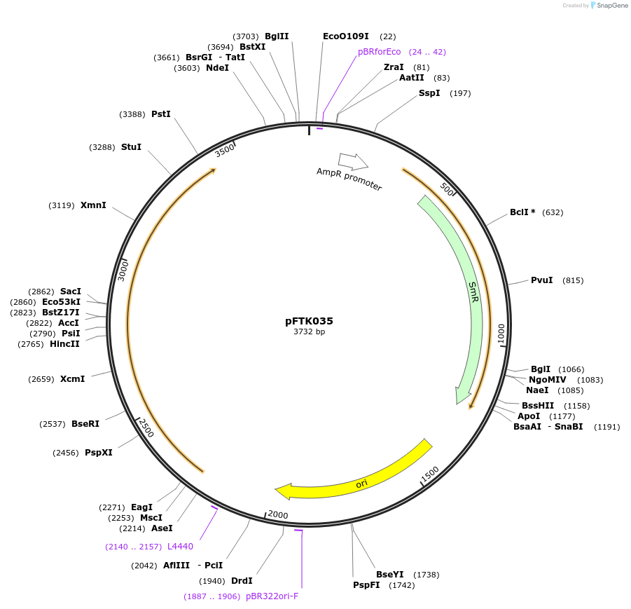 171307-plasmid-map-sequence-id-350178