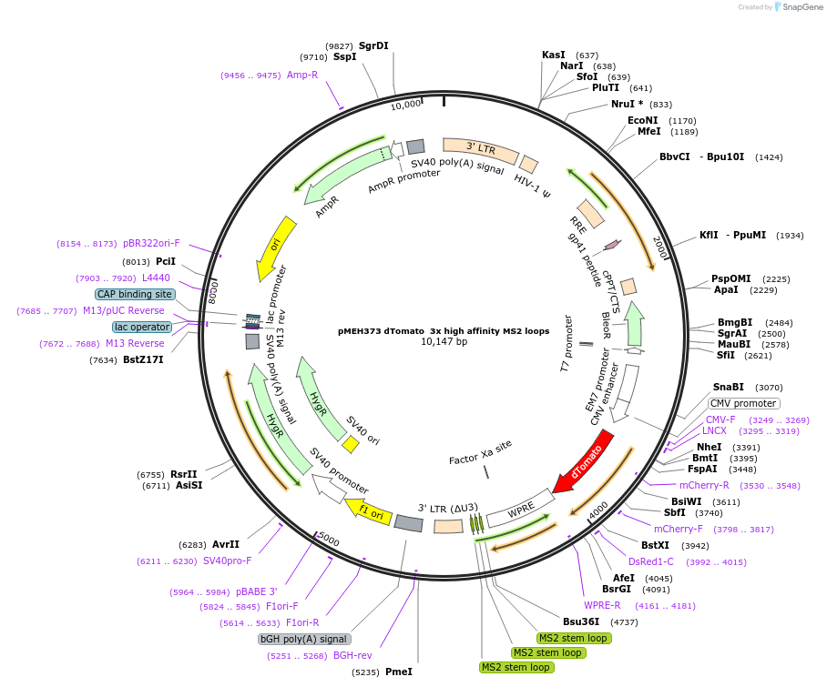 168221-plasmid-map-sequence-id-350181