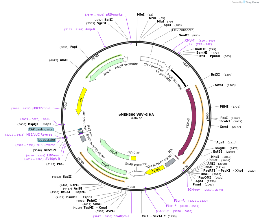 168222-plasmid-map-sequence-id-350182