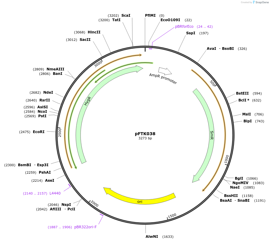 171310-plasmid-map-sequence-id-350188