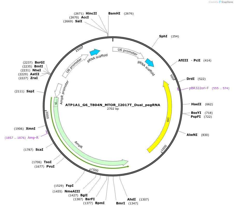 178108-plasmid-map-sequence-id-350191