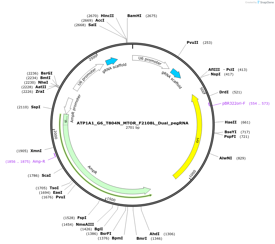 178109-plasmid-map-sequence-id-350192