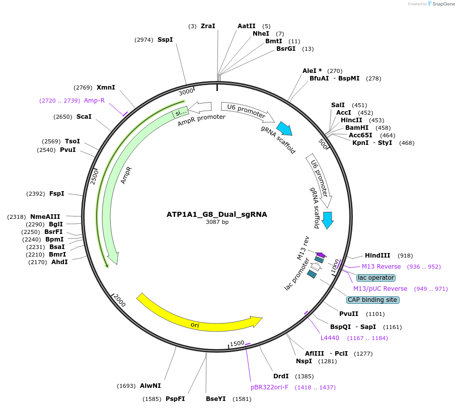 178104-plasmid-map-sequence-id-350193