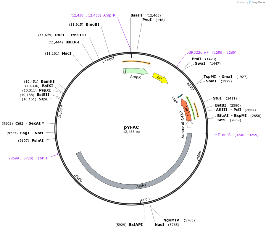 168982-plasmid-map-sequence-id-350197
