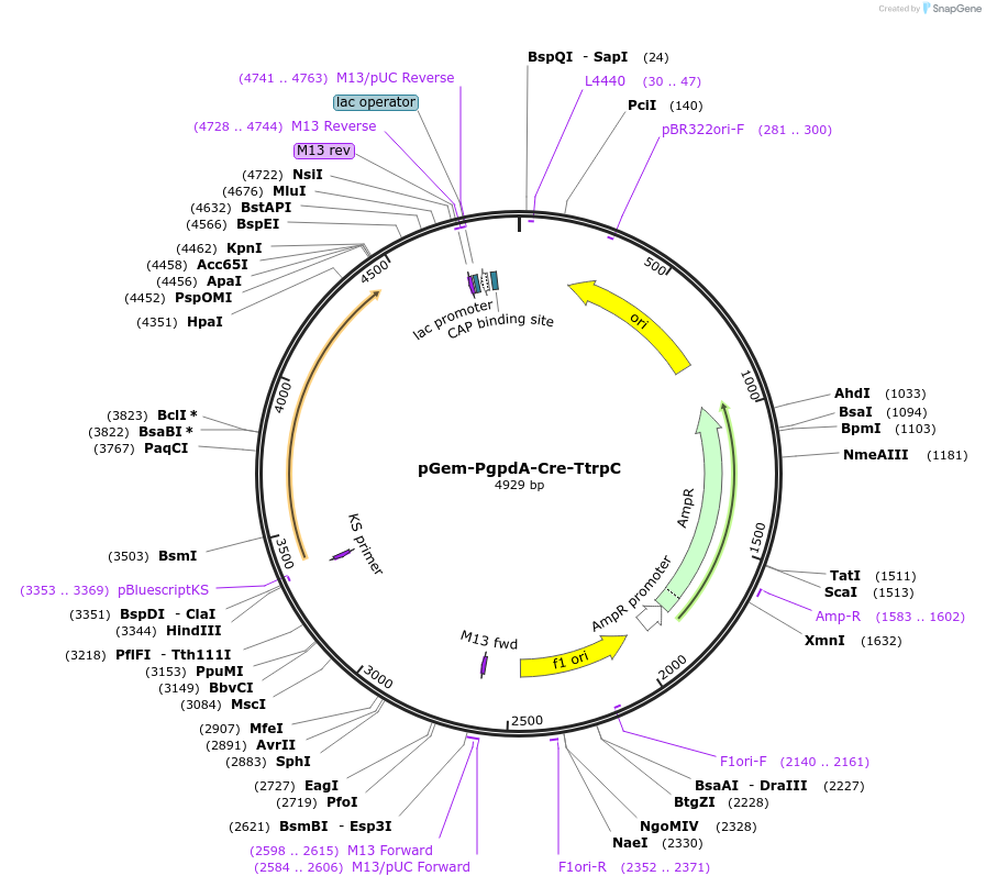 168784-plasmid-map-sequence-id-350203