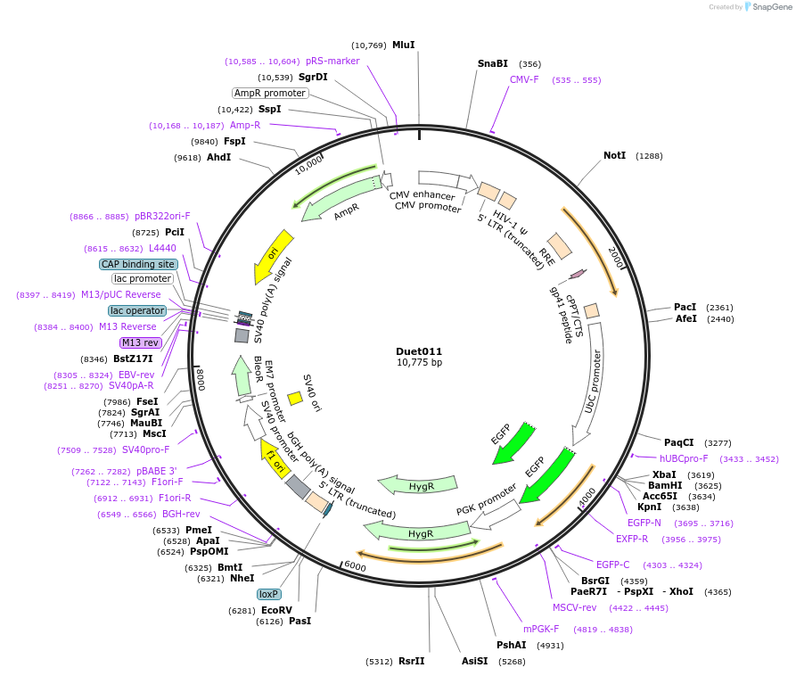 17627-plasmid-map-sequence-id-350208