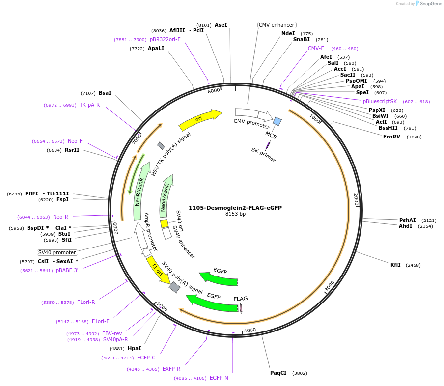 36989-plasmid-map-sequence-id-350211