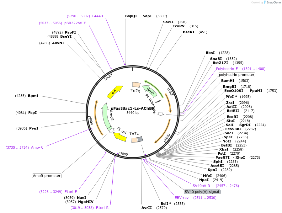 63126-plasmid-map-sequence-id-350216