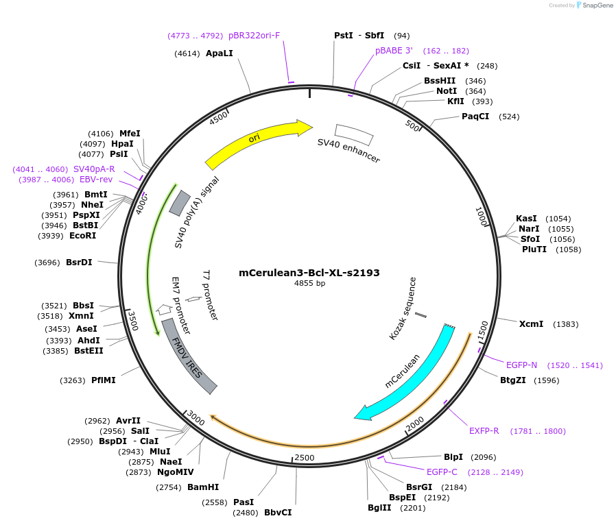 166749-plasmid-map-sequence-id-350223