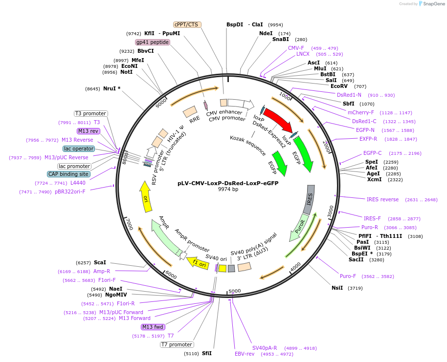 65726-plasmid-map-sequence-id-350232