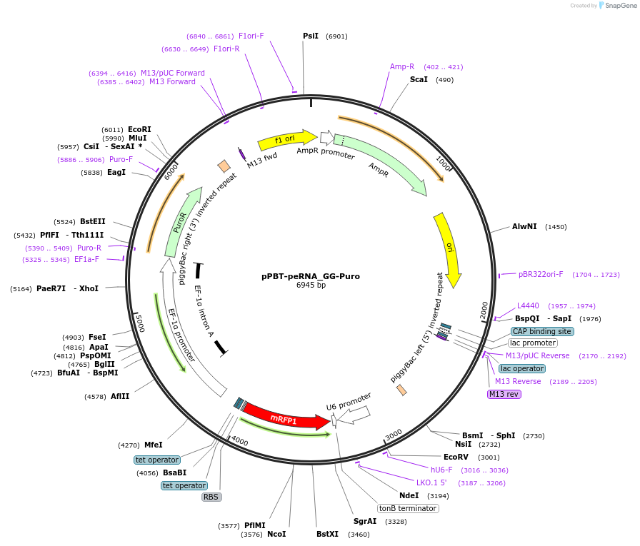 173220-plasmid-map-sequence-id-350235