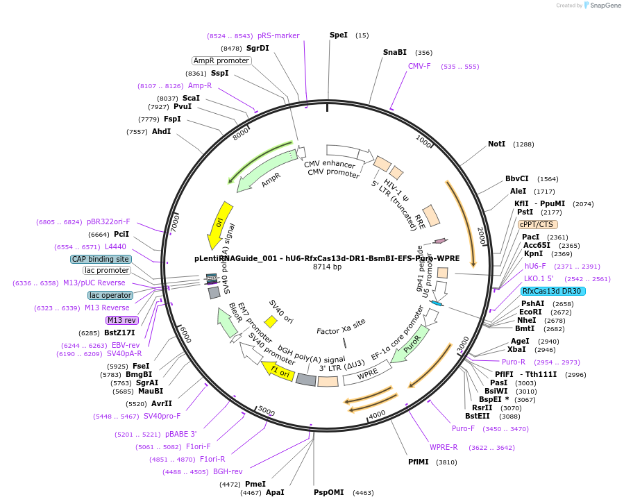 138150-plasmid-map-sequence-id-350242
