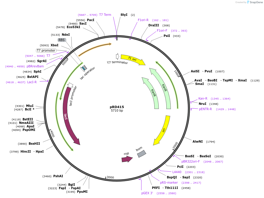 178197-plasmid-map-sequence-id-350250