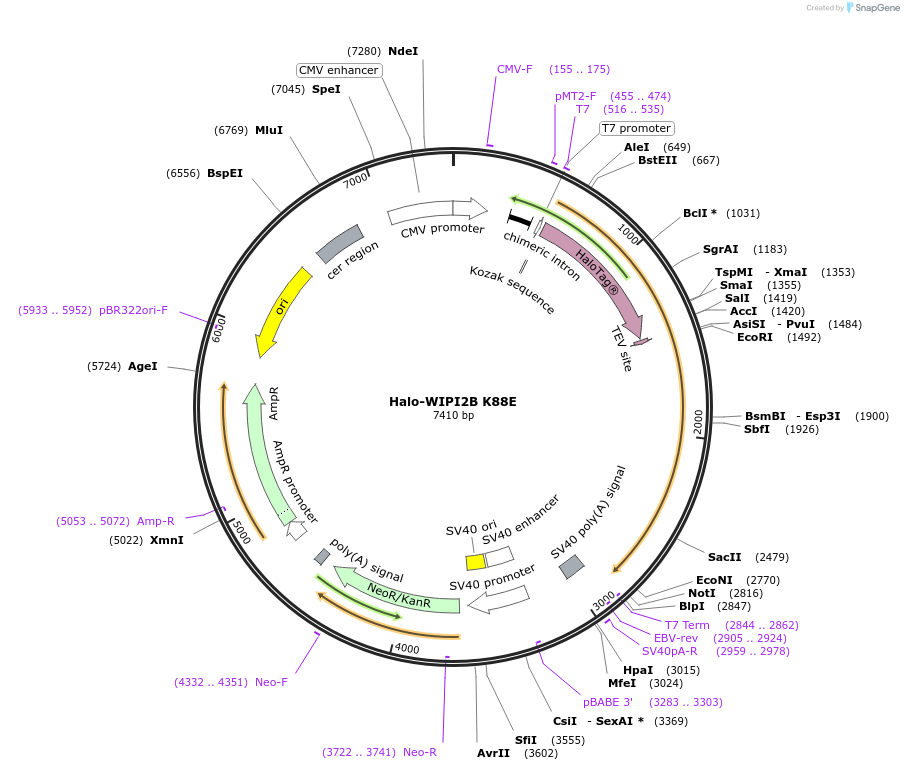 175028-plasmid-map-sequence-id-350260