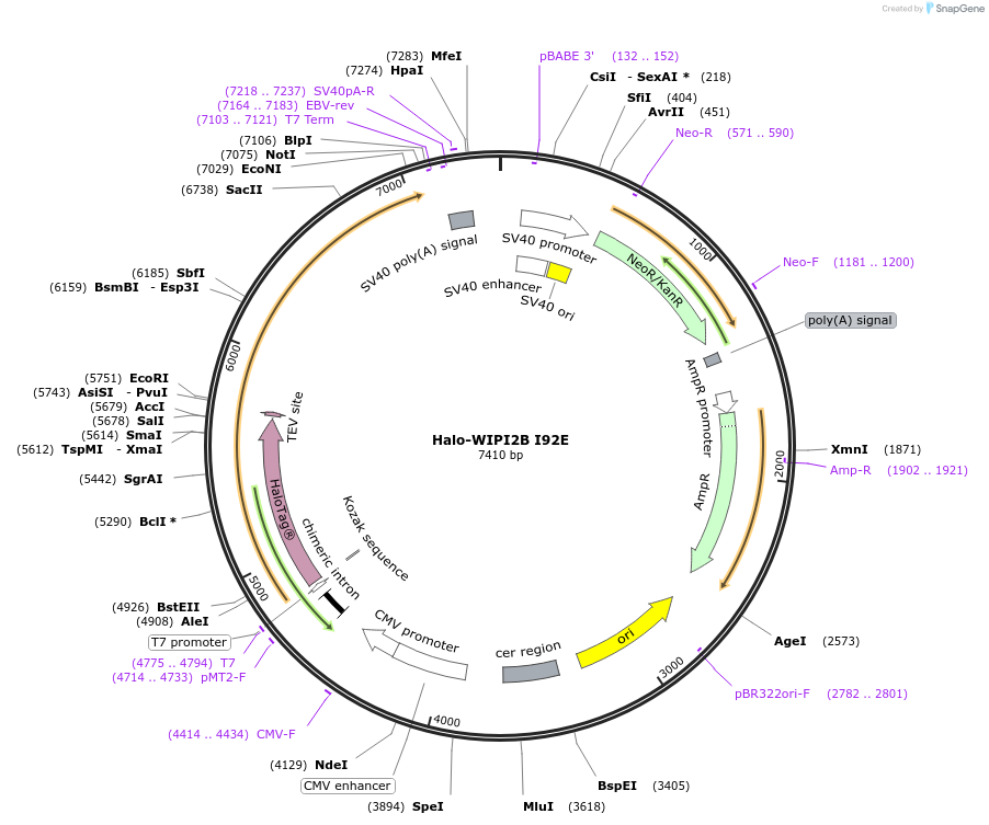 175029-plasmid-map-sequence-id-350263