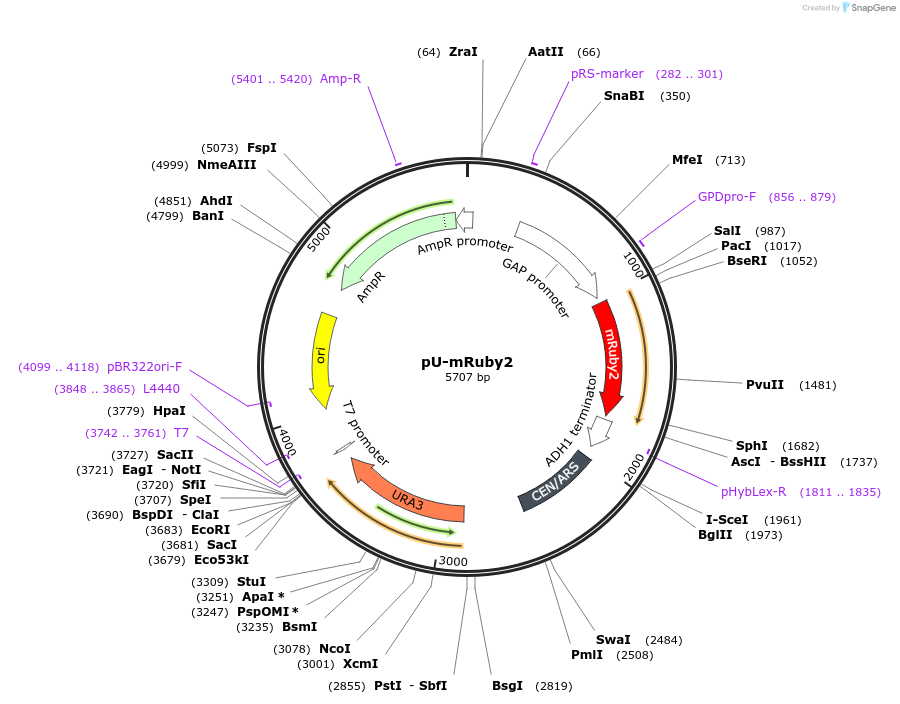 176549-plasmid-map-sequence-id-350277