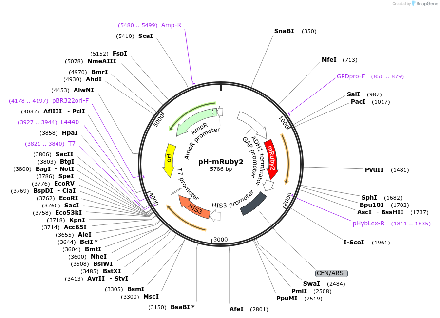 176547-plasmid-map-sequence-id-350292