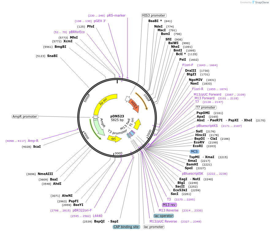 175369-plasmid-map-sequence-id-350296