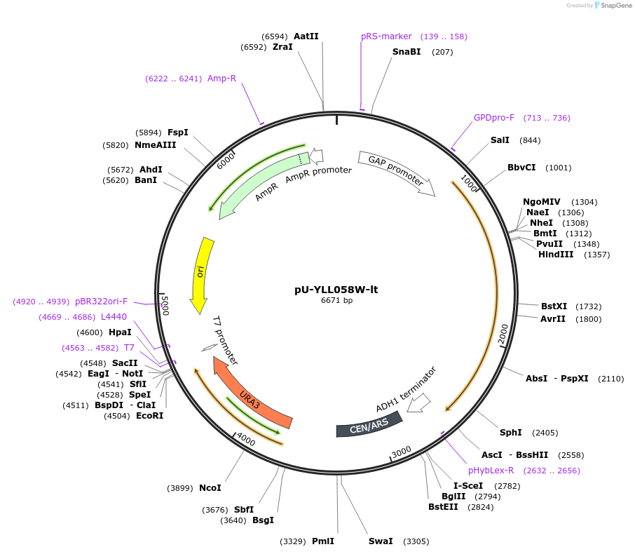 176564-plasmid-map-sequence-id-350304