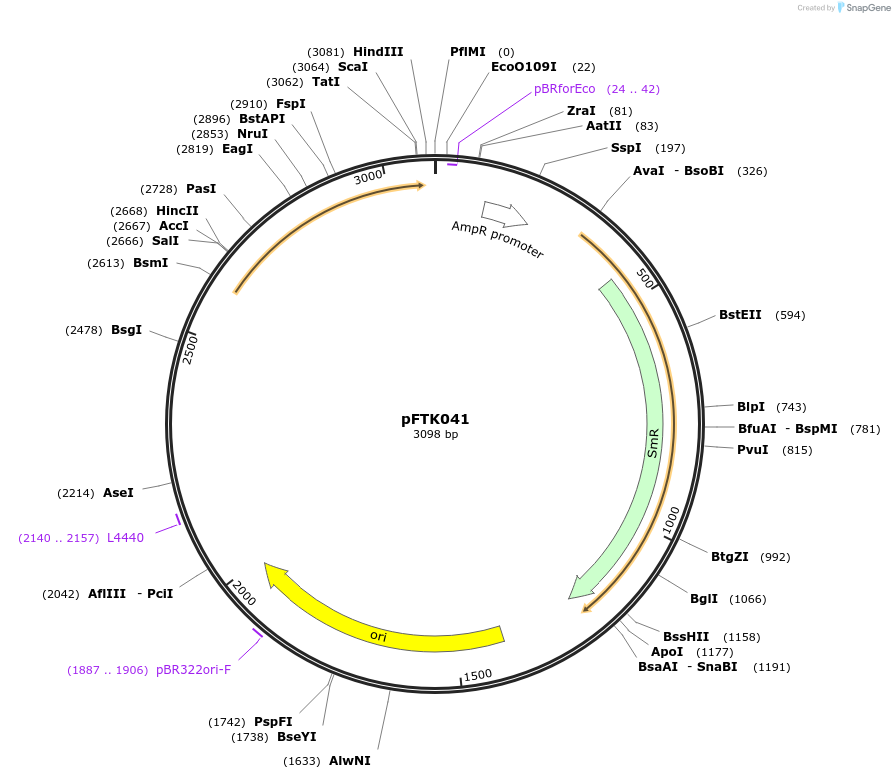 171313-plasmid-map-sequence-id-350310