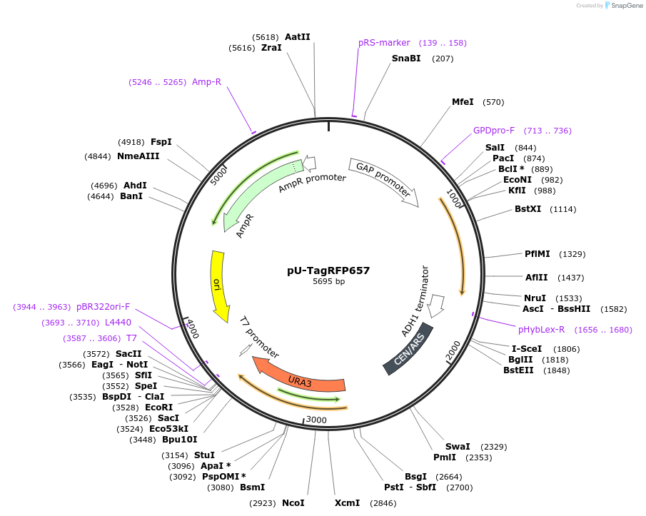 176562-plasmid-map-sequence-id-350316