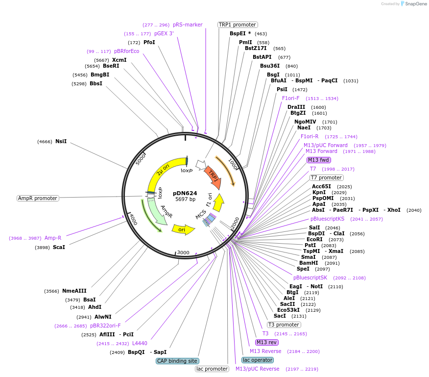175378-plasmid-map-sequence-id-350317