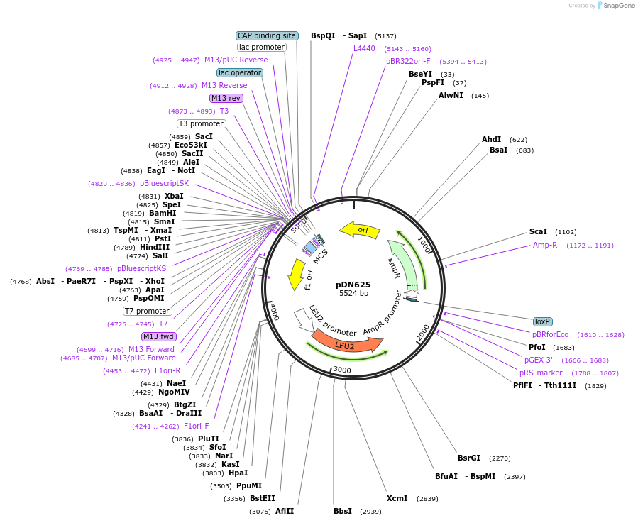 175379-plasmid-map-sequence-id-350318