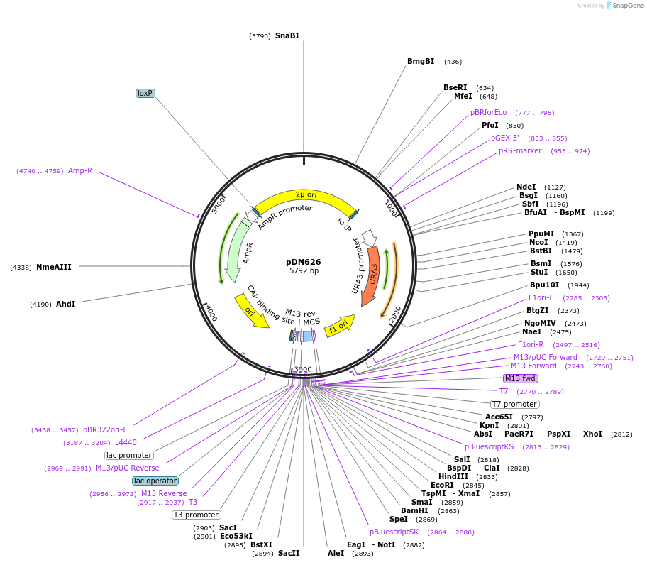 175380-plasmid-map-sequence-id-350319