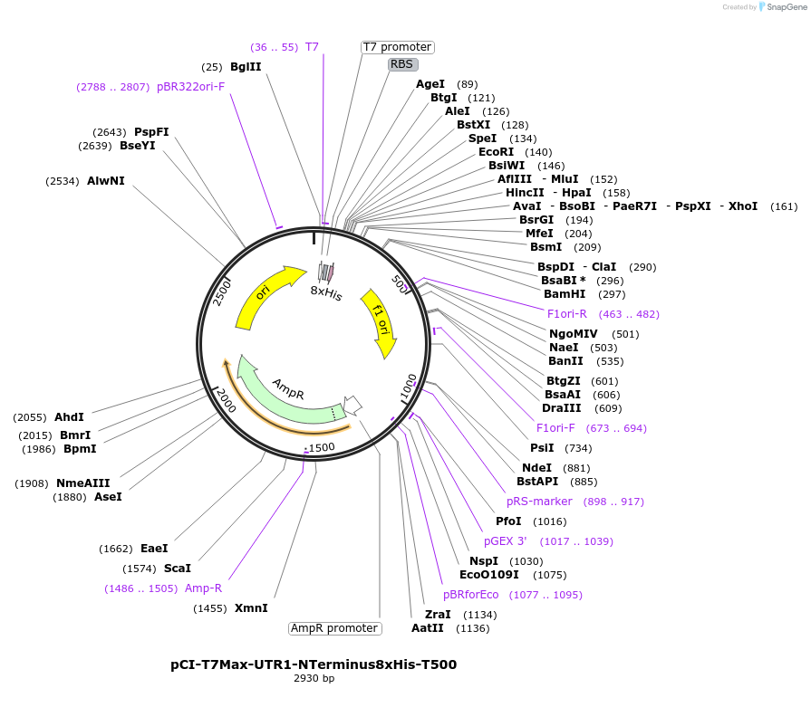 178421-plasmid-map-sequence-id-350323