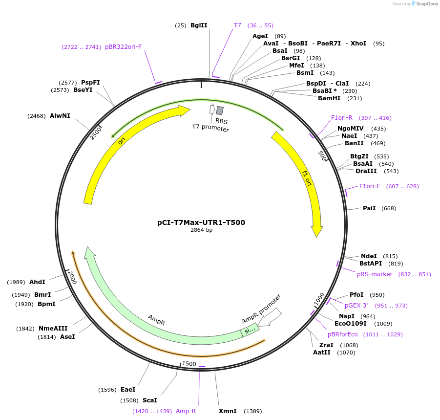 178418-plasmid-map-sequence-id-350324