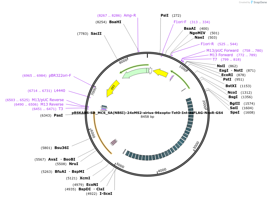 177265-plasmid-map-sequence-id-350393
