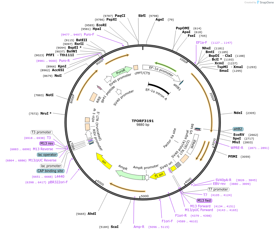 144667-plasmid-map-sequence-id-350435