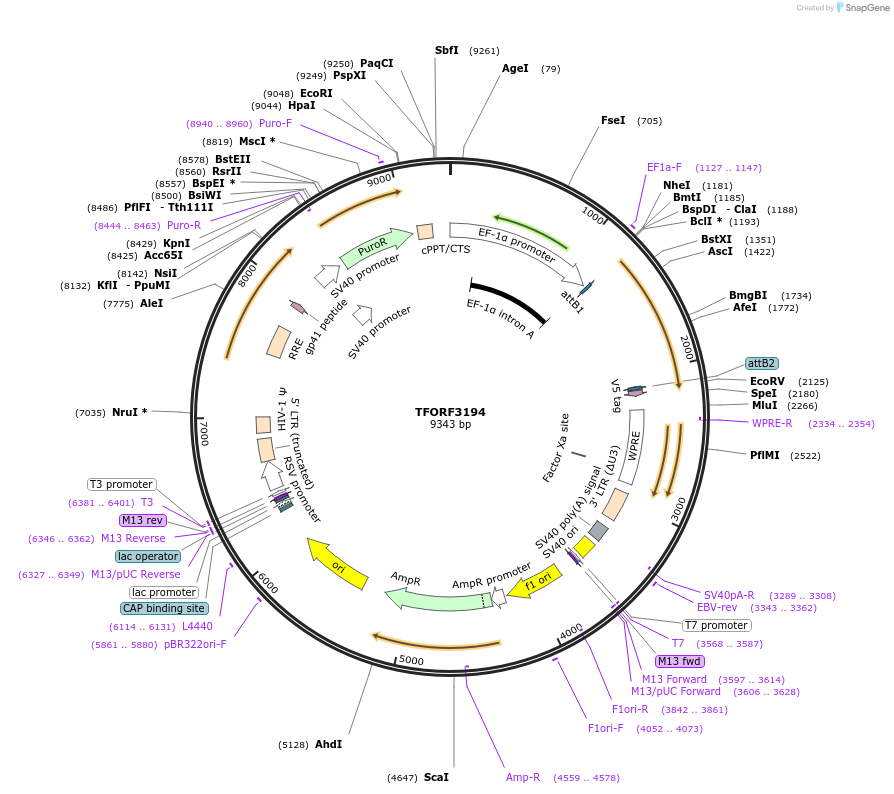144670-plasmid-map-sequence-id-350513