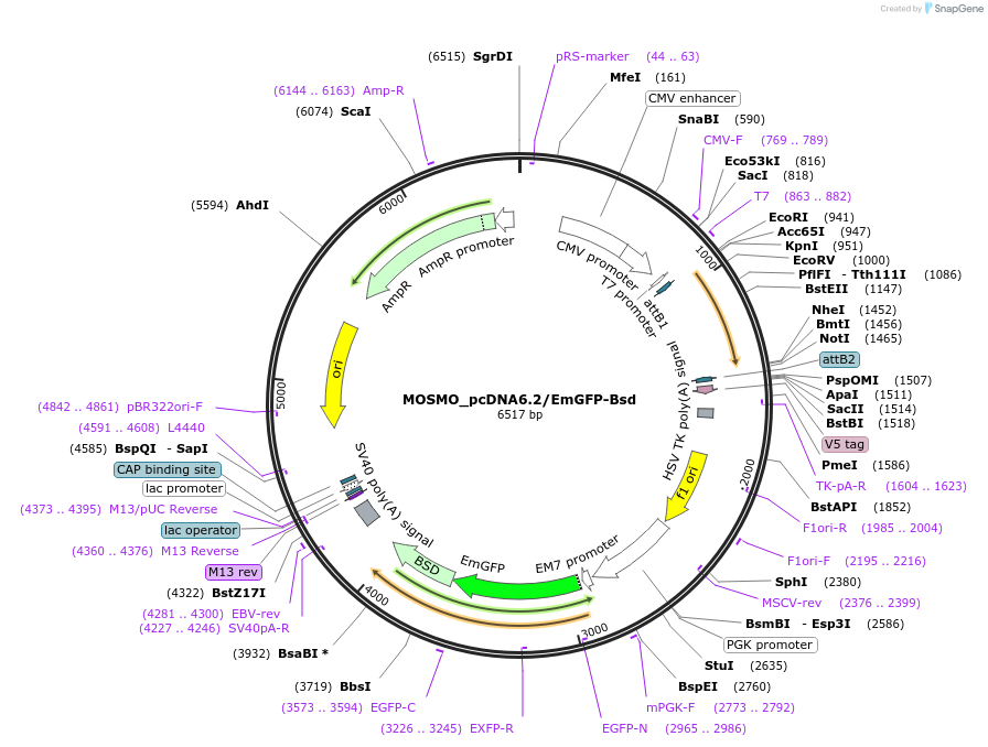 176975-plasmid-map-sequence-id-350516