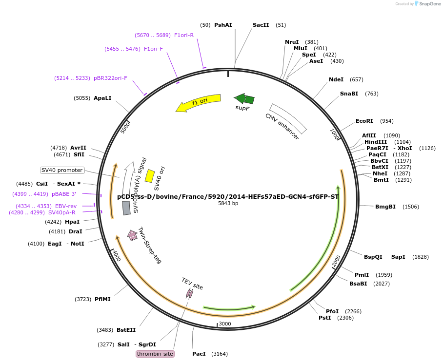 175018-plasmid-map-sequence-id-350523