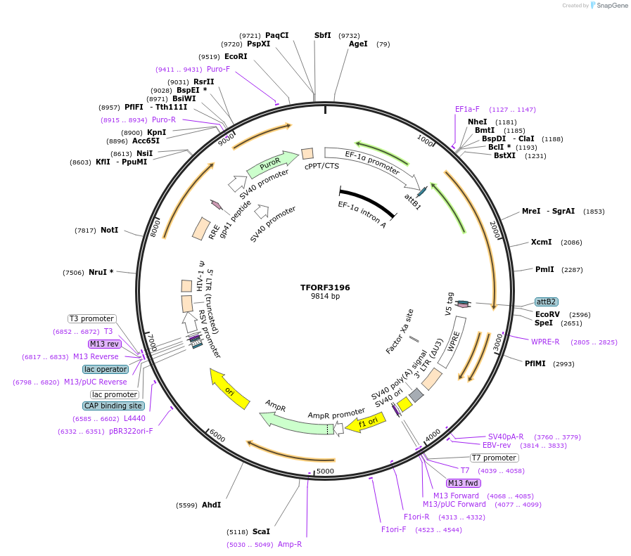 144672-plasmid-map-sequence-id-350525