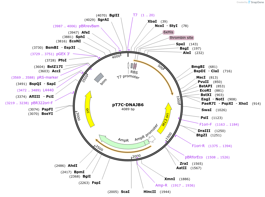 177657-plasmid-map-sequence-id-350530