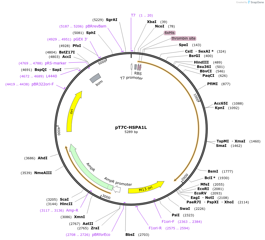177660-plasmid-map-sequence-id-350547