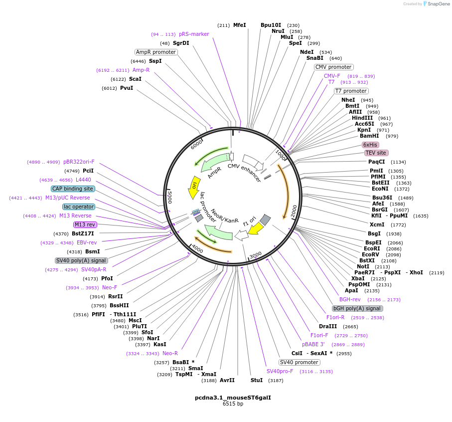 178435-plasmid-map-sequence-id-350555