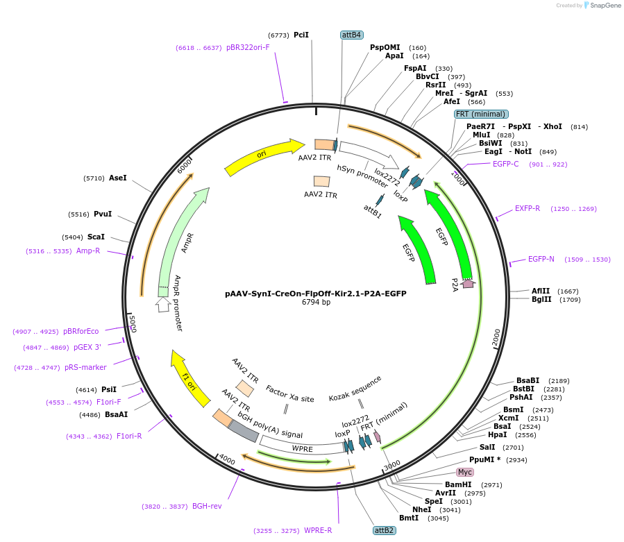 176278-plasmid-map-sequence-id-350556