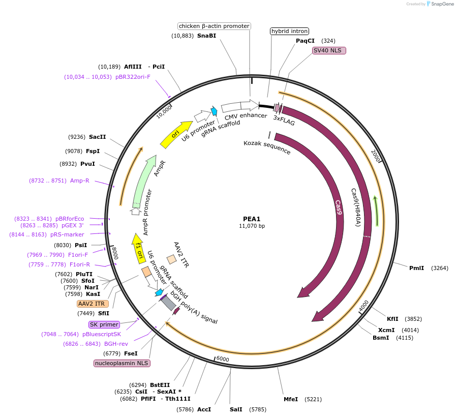176527-plasmid-map-sequence-id-350558