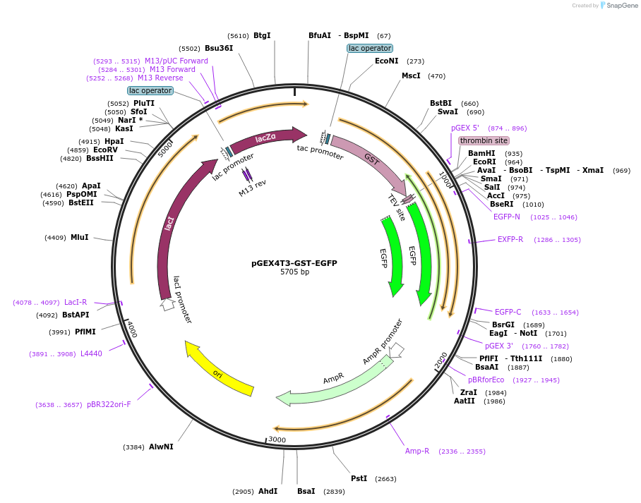 177136-plasmid-map-sequence-id-350562