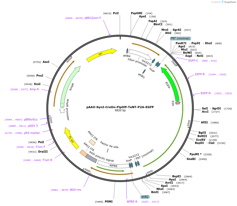 176282-plasmid-map-sequence-id-350565