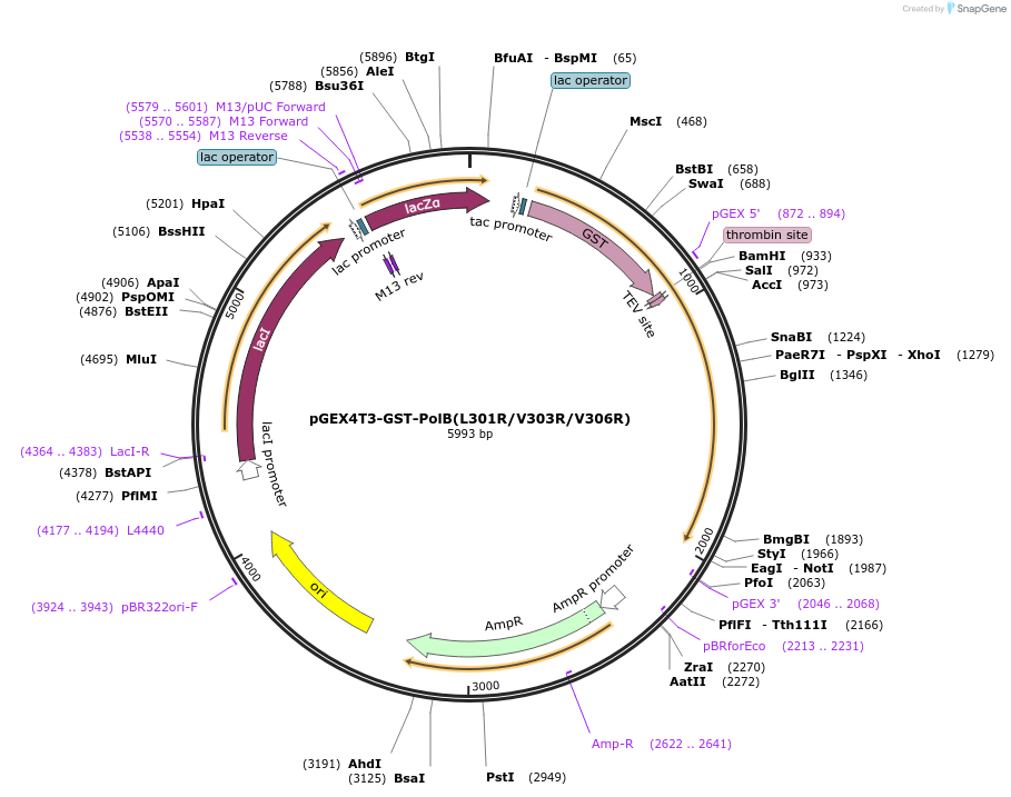 177137-plasmid-map-sequence-id-350663