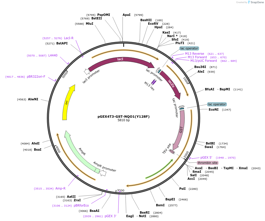 177141-plasmid-map-sequence-id-350667