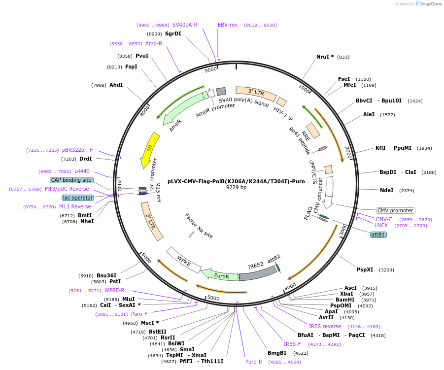 177145-plasmid-map-sequence-id-350671