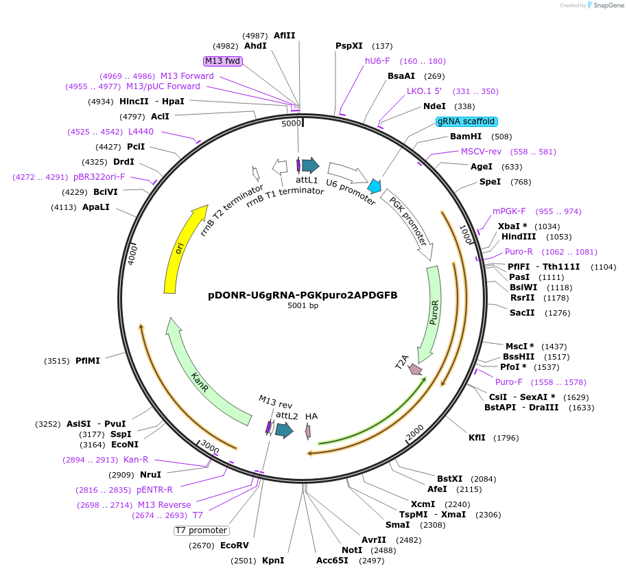 136409-plasmid-map-sequence-id-350675
