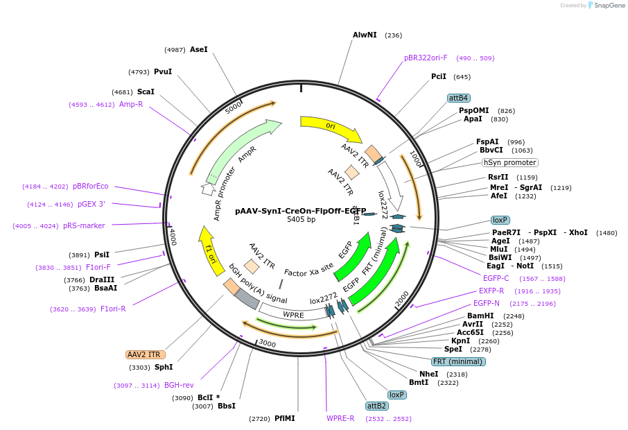 176274-plasmid-map-sequence-id-350683
